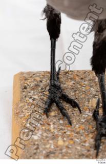 Carrion crow bird foot leg 0002.jpg